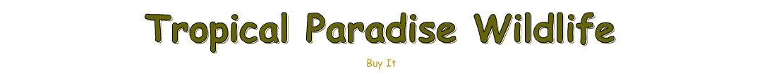 Buy Tropical Paradise Wildlife by Elaine Arthur